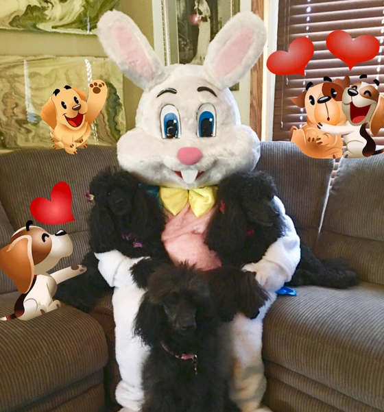 Chicago Easter Bunny Rental